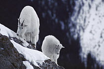 Mountain Goat (Oreamnos americanus) adult and baby on snow-covered rocky precipice, Rocky Mountains, North America