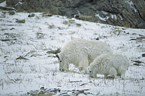 Mountain Goat (Oreamnos americanus) adult and baby browsing in snow, Rocky Mountains, North America