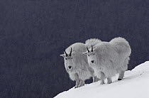 Mountain Goat (Oreamnos americanus) pair on snowy mountain slope, Rocky Mountains, North America