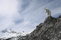 Mountain Goat (Oreamnos americanus) on rocks peering over edge of Rocky Mountains, North America