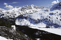 Mountain Goat (Oreamnos americanus) in snowy, Rocky Mountains, North America