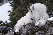 Mountain Goat (Oreamnos americanus) resting on rocks, Rocky Mountains, North America