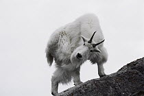 Mountain Goat (Oreamnos americanus) scratching itself, Rocky Mountains, North America