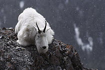 Mountain Goat (Oreamnos americanus) resting on rocks under light snowfall, Rocky Mountains, North America