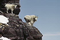Mountain Goat (Oreamnos americanus) adult and kid on rocky mountain side, Rocky Mountains, North America