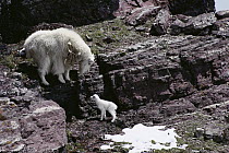 Mountain Goat (Oreamnos americanus) mother and kid in late spring, Rocky Mountains, Glacier National Park, Montana