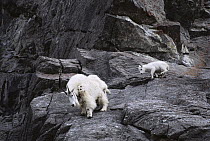 Mountain Goat (Oreamnos americanus) mother and baby on steep, rocky slope, Rocky Mountains, North America