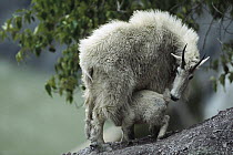 Mountain Goat (Oreamnos americanus) mother nursing her kid, Rocky Mountains, Glacier National Park, Montana