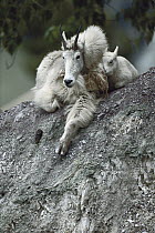 Mountain Goat (Oreamnos americanus) mother and baby resting on rocks, Rocky Mountains, North America