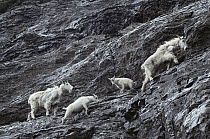 Mountain Goat (Oreamnos americanus) adults and young climbing steep, rocky slope, Rocky Mountains, North America