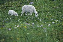 Mountain Goat (Oreamnos americanus) mother and baby grazing in meadow with wildflowers, Rocky Mountains, North America