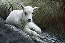Mountain Goat (Oreamnos americanus) portrait of kid, Glacier National Park, Montana