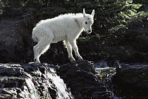 Mountain Goat (Oreamnos americanus) baby crossing stream, Rocky Mountains, North America