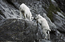 Mountain Goat (Oreamnos americanus) babies climbing on rock, Rocky Mountains, North America