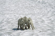 Mountain Goat (Oreamnos americanus) babies playing in snow, Rocky Mountains, North America