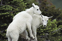 Mountain Goat (Oreamnos americanus) babies climbing on rock, Rocky Mountains, North America