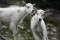 Mountain Goat (Oreamnos americanus) babies, Rocky Mountains, North America