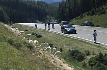 Mountain Goat (Oreamnos americanus) herd feeding at mineral lick at side of road, being watched by tourists, Rocky Mountains, North America