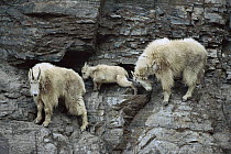 Mountain Goat (Oreamnos americanus) adults and kid on steep mountain cliff, one adult nudges young with horns, Rocky Mountains, North America