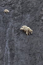 Mountain Goat (Oreamnos americanus) adult and kid descending steep mountain cliff, Rocky Mountains, North America