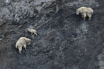 Mountain Goat (Oreamnos americanus) adults and kid descending steep mountain cliff, Rocky Mountains, North America