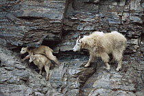 Mountain Goat (Oreamnos americanus) adult and two babies climbing on steep, rocky, mountain slope, Rocky Mountains, North America