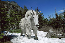 Mountain Goat (Oreamnos americanus), Rocky Mountains, North America