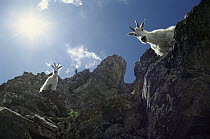 Mountain Goat (Oreamnos americanus) looking down from rocky, steep mountain slope, Rocky Mountains, North America