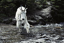 Mountain Goat (Oreamnos americanus) leaping across stream, Rocky Mountains, North America