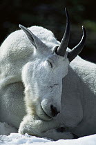 Mountain Goat (Oreamnos americanus) portrait while resting, Rocky Mountains, North America