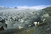 Mountain Goat (Oreamnos americanus) herd traveling along the edge of a glacier, Kenai Fjords National Park, Alaska
