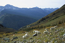 Mountain Goat (Oreamnos americanus) herd grazing, Rocky Mountains, North America