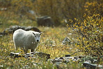 Mountain Goat (Oreamnos americanus), Rocky Mountains, North America