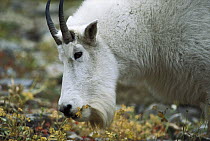 Mountain Goat (Oreamnos americanus) grazing, Rocky Mountains, North America