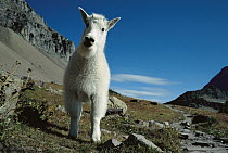 Mountain Goat (Oreamnos americanus) curious young looking at camera, Rocky Mountains, North America