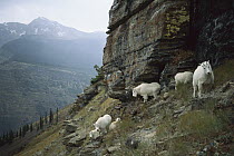 Mountain Goat (Oreamnos americanus) herd on steep mountain slope, Rocky Mountains, North America