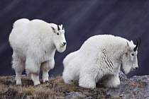 Mountain Goat (Oreamnos americanus) pair resting high in Rocky Mountains landscape, North America