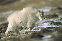 Mountain Goat (Oreamnos americanus) young in Rocky Mountains, North America