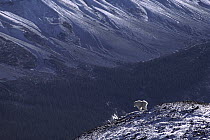 Mountain Goat (Oreamnos americanus) in Rocky Mountain landscape, North America