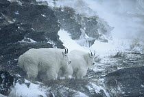 Mountain Goat (Oreamnos americanus) pair in snow and fog, male is on the left with female on the right, Rocky Mountains, Glacier National Park, Montana