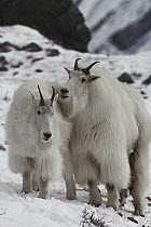 Mountain Goat (Oreamnos americanus) pair in snow, Rocky Mountains, North America