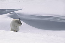 Mountain Goat (Oreamnos americanus) in snow, Rocky Mountains, North America