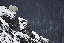 Mountain Goat (Oreamnos americanus) on snow-covered rocky precipice, Rocky Mountains, North America