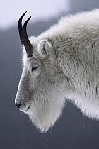 Mountain Goat (Oreamnos americanus) portrait, Rocky Mountains, North America