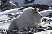 Mountain Goat (Oreamnos americanus) resting in snow, Rocky Mountains, North America
