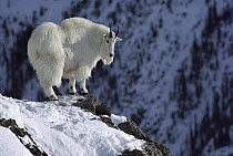Mountain Goat (Oreamnos americanus) standing on snow covered rocky precipice, Rocky Mountains, North America