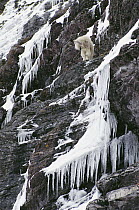 Mountain Goat (Oreamnos americanus) on steep icy cliff, Glacier National Park, Montana