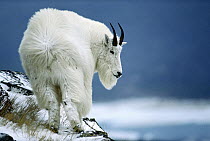 Mountain Goat (Oreamnos americanus) standing in wind, Glacier National Park, Montana