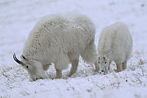 Mountain Goat (Oreamnos americanus) mother and kid grazing for dried grasses in snow, Glacier National Park, Montana