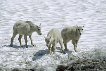 Mountain Goat (Oreamnos americanus) kids playing in snow, Rocky Mountains, North America